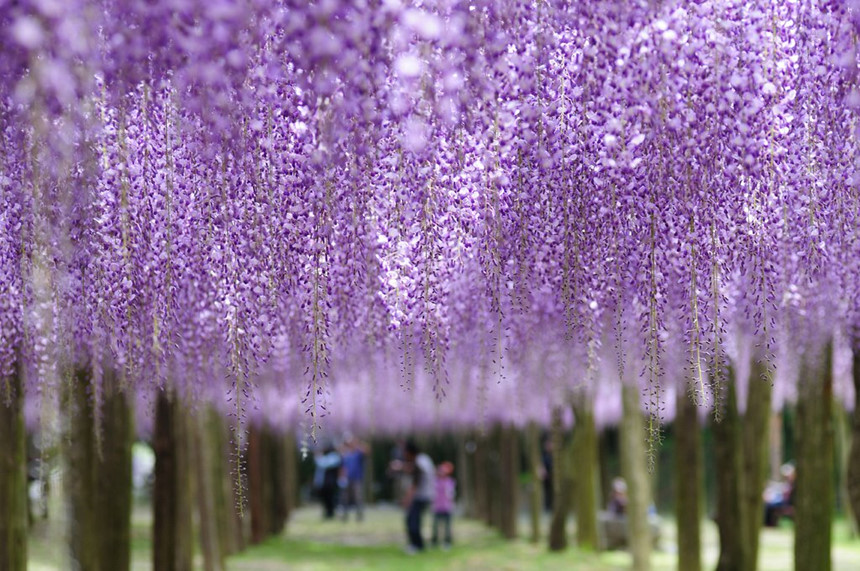 Tuyển tập những hình ảnh đẹp về hoa tử đằng ở “xứ sở Nhật Bản” - [Kích thước hình ảnh: 860x571 px]