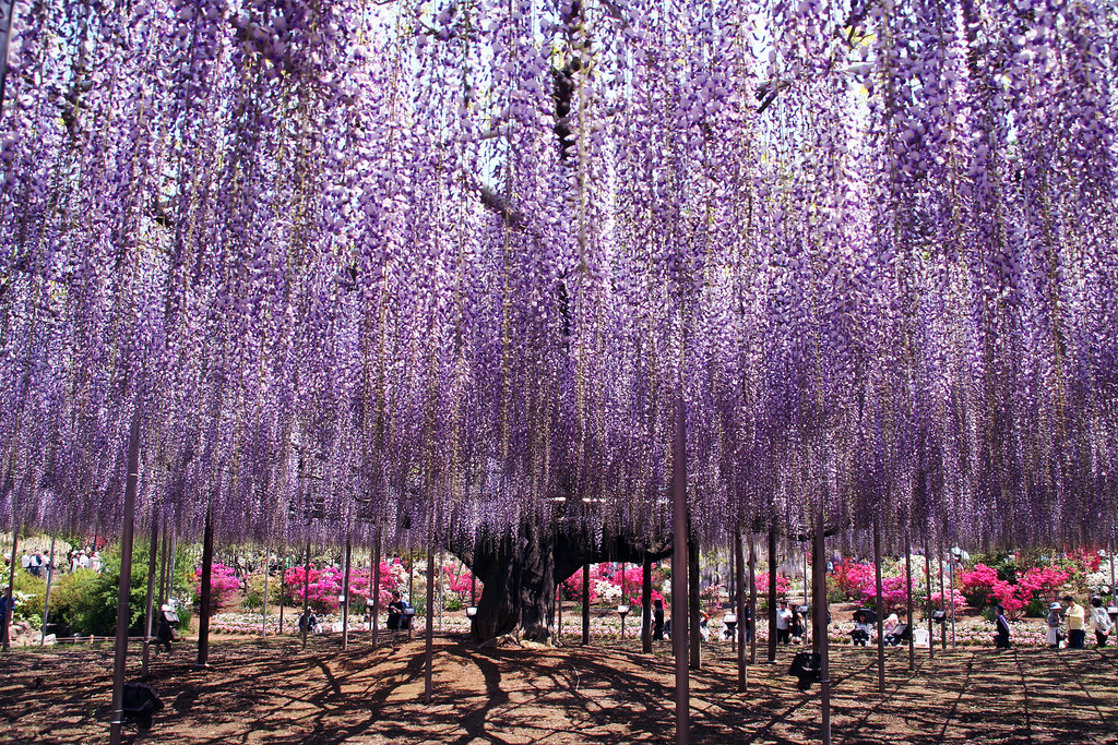 Tuyển tập những hình ảnh đẹp về hoa tử đằng ở “xứ sở Nhật Bản” - [Kích thước hình ảnh: 1024x683 px]