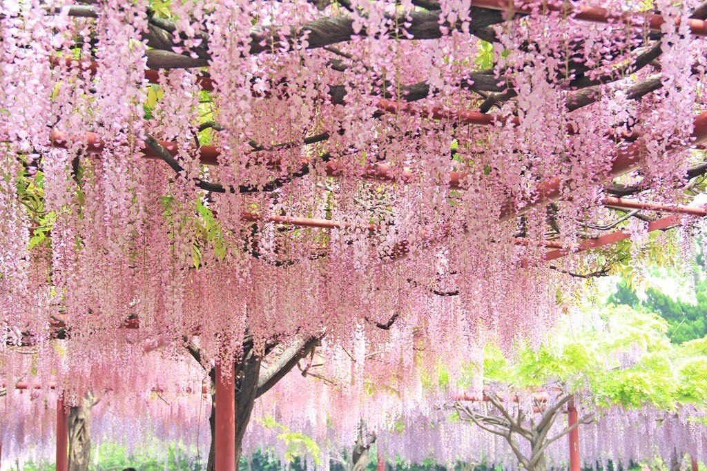 Tuyển tập những hình ảnh đẹp về hoa tử đằng ở “xứ sở Nhật Bản” - [Kích thước hình ảnh: 1024x683 px]