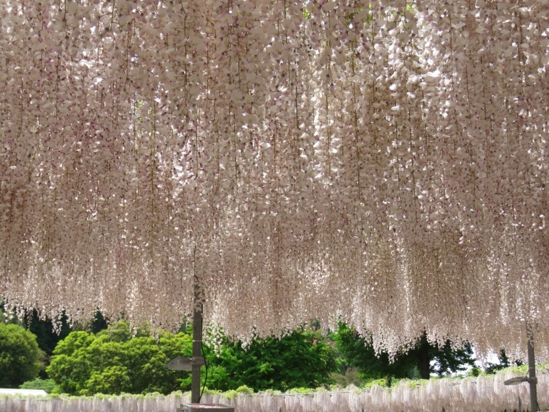 Tuyển tập những hình ảnh đẹp về hoa tử đằng ở “xứ sở Nhật Bản” - [Kích thước hình ảnh: 800x600 px]