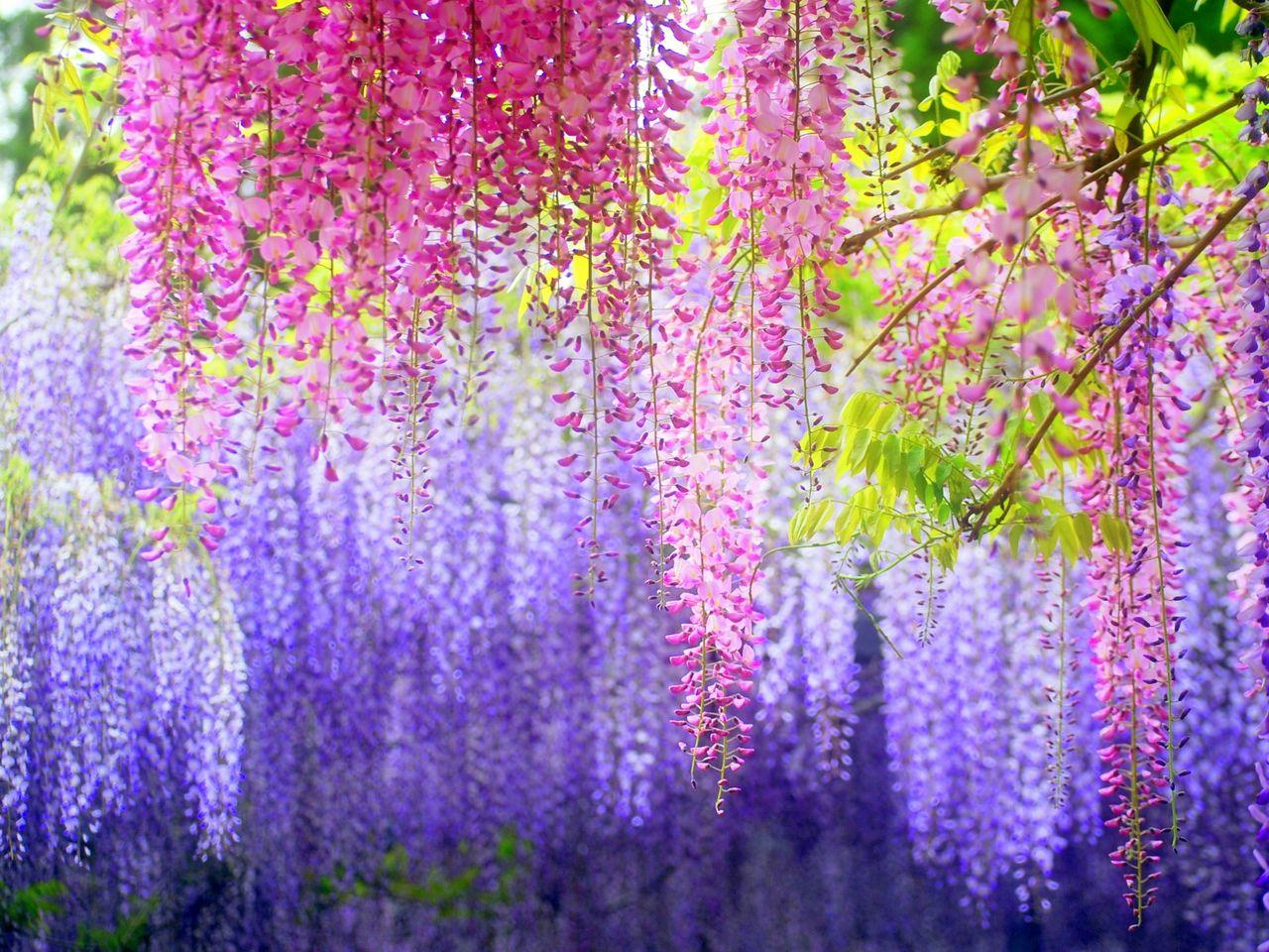 Tuyển tập những hình ảnh đẹp về hoa tử đằng ở “xứ sở Nhật Bản” - [Kích thước hình ảnh: 1280x960 px]