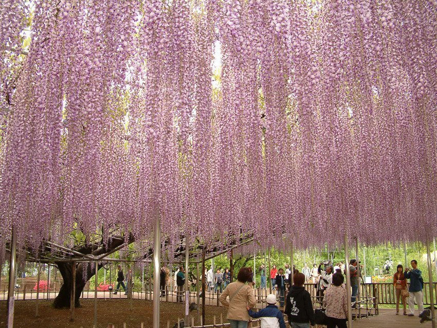 Tuyển tập những hình ảnh đẹp về hoa tử đằng ở “xứ sở Nhật Bản” - [Kích thước hình ảnh: 850x638 px]
