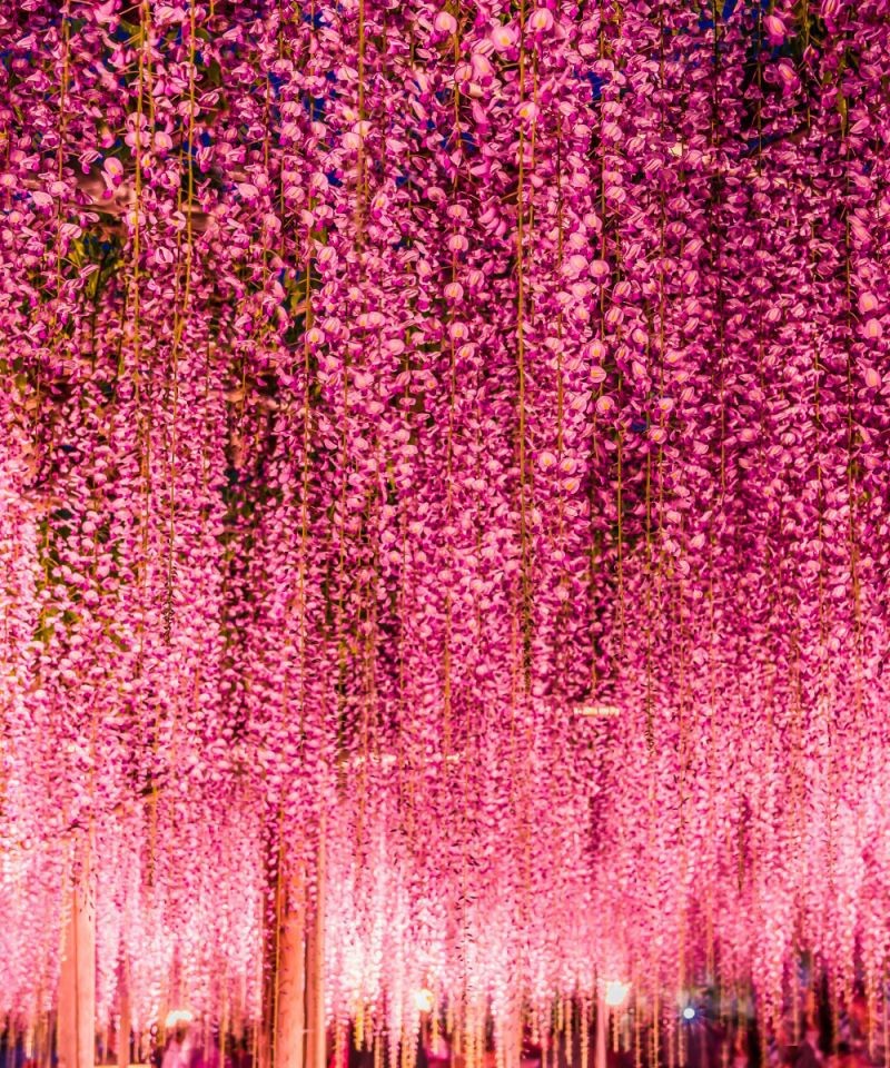 Tuyển tập những hình ảnh đẹp về hoa tử đằng ở “xứ sở Nhật Bản” - [Kích thước hình ảnh: 800x960 px]