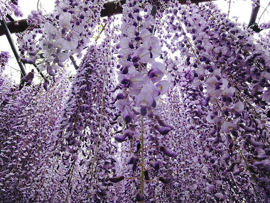 Tuyển tập những hình ảnh đẹp về hoa tử đằng ở “xứ sở Nhật Bản” - [Kích thước hình ảnh: 880x660 px]
