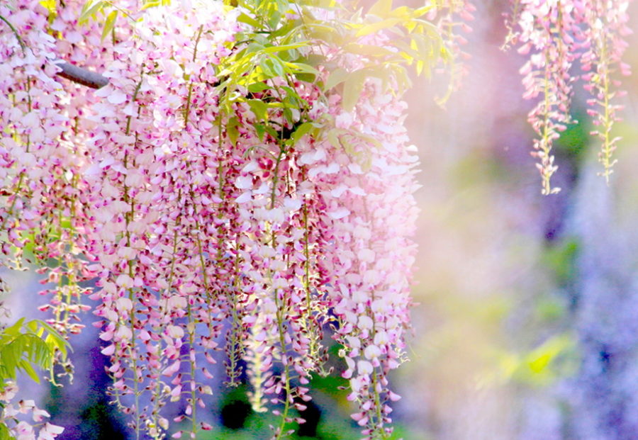 Tuyển tập những hình ảnh đẹp về hoa tử đằng ở “xứ sở Nhật Bản” - [Kích thước hình ảnh: 900x621 px]