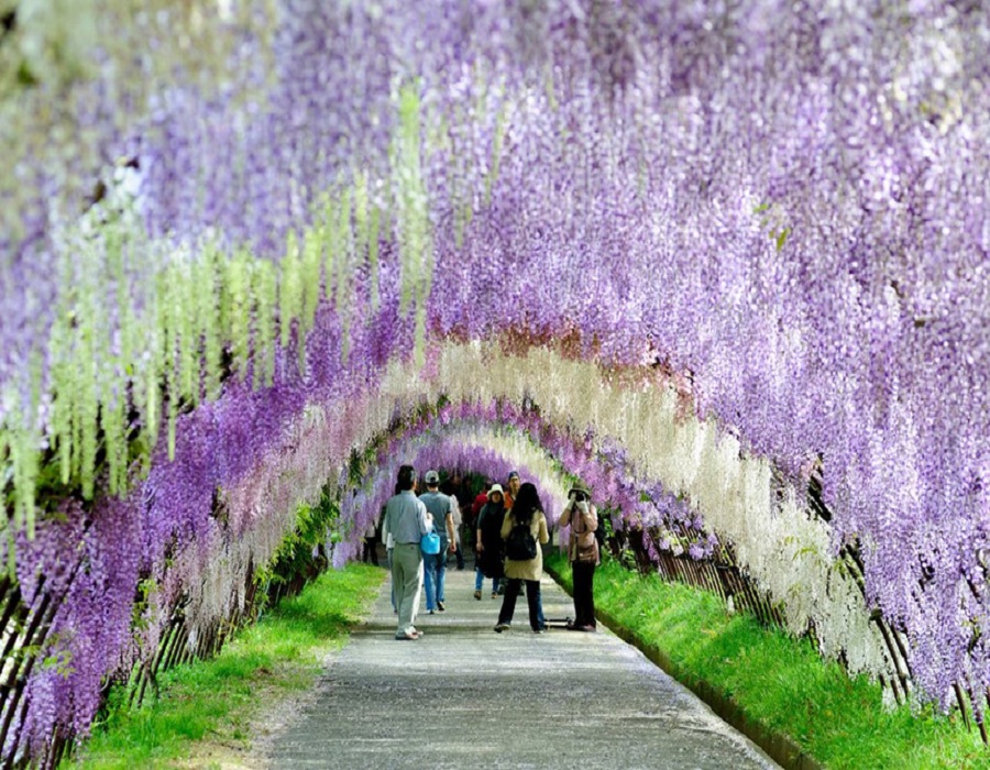 Tuyển tập những hình ảnh đẹp về hoa tử đằng ở “xứ sở Nhật Bản” - [Kích thước hình ảnh: 900x700 px]