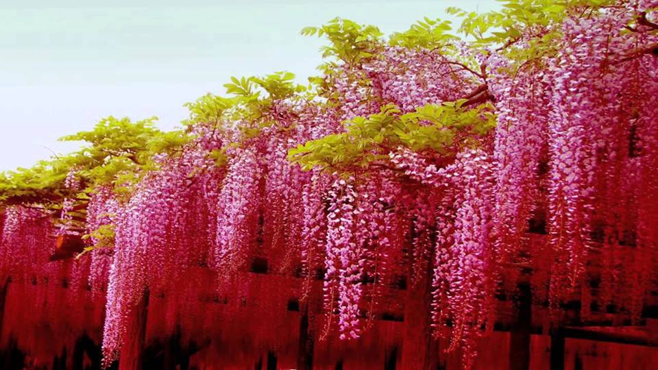 Tuyển tập những hình ảnh đẹp về hoa tử đằng ở “xứ sở Nhật Bản” - [Kích thước hình ảnh: 960x540 px]