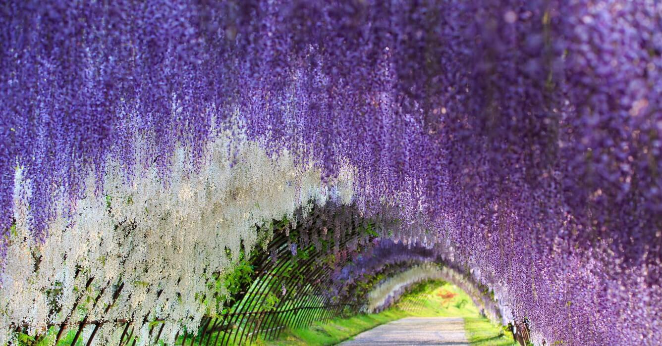 Tuyển tập những hình ảnh đẹp về hoa tử đằng ở “xứ sở Nhật Bản” - [Kích thước hình ảnh: 1336x699 px]
