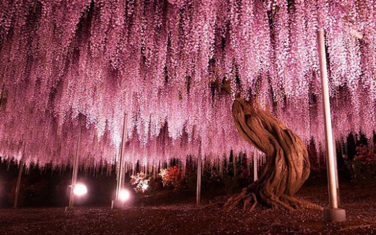 Tuyển tập những hình ảnh đẹp về hoa tử đằng ở “xứ sở Nhật Bản” - [Kích thước hình ảnh: 1200x750 px]