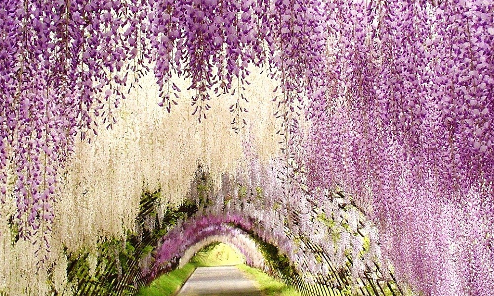 Tuyển tập những hình ảnh đẹp về hoa tử đằng ở “xứ sở Nhật Bản” - [Kích thước hình ảnh: 1000x600 px]