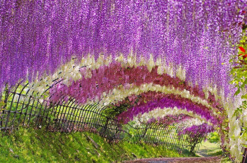 Tuyển tập những hình ảnh đẹp về hoa tử đằng ở “xứ sở Nhật Bản” - [Kích thước hình ảnh: 1024x678 px]
