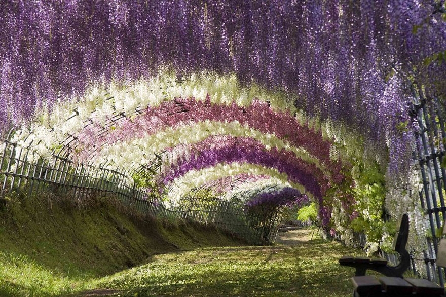 Tuyển tập những hình ảnh đẹp về hoa tử đằng ở “xứ sở Nhật Bản” - [Kích thước hình ảnh: 880x586 px]