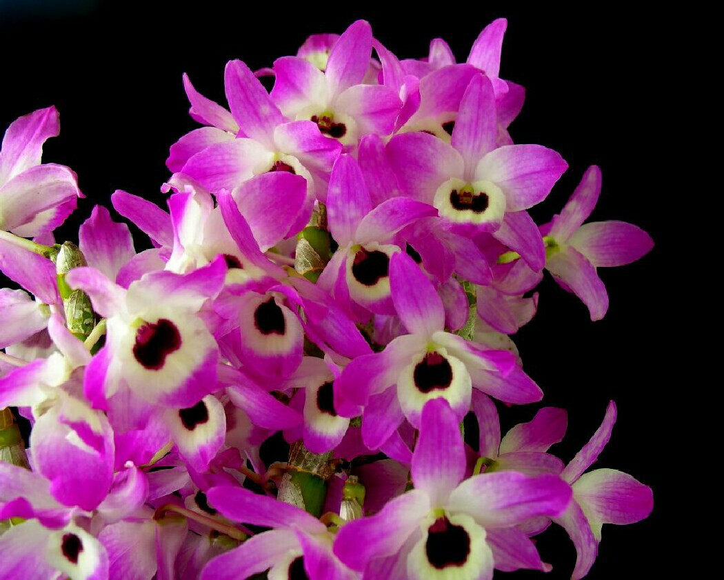 Tổng hợp hình ảnh hoa lan đùi gà đẹp nhất - [Kích thước hình ảnh: 1050x841 px]