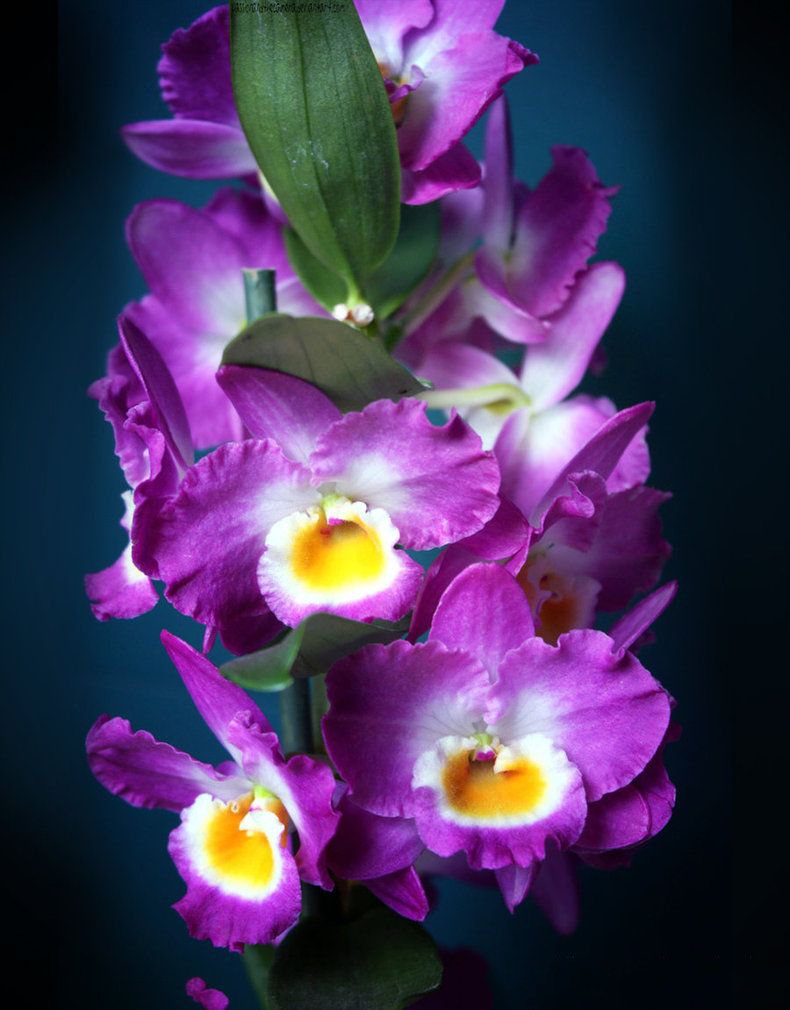 Tổng hợp hình ảnh hoa lan đùi gà đẹp nhất - [Kích thước hình ảnh: 790x1010 px]