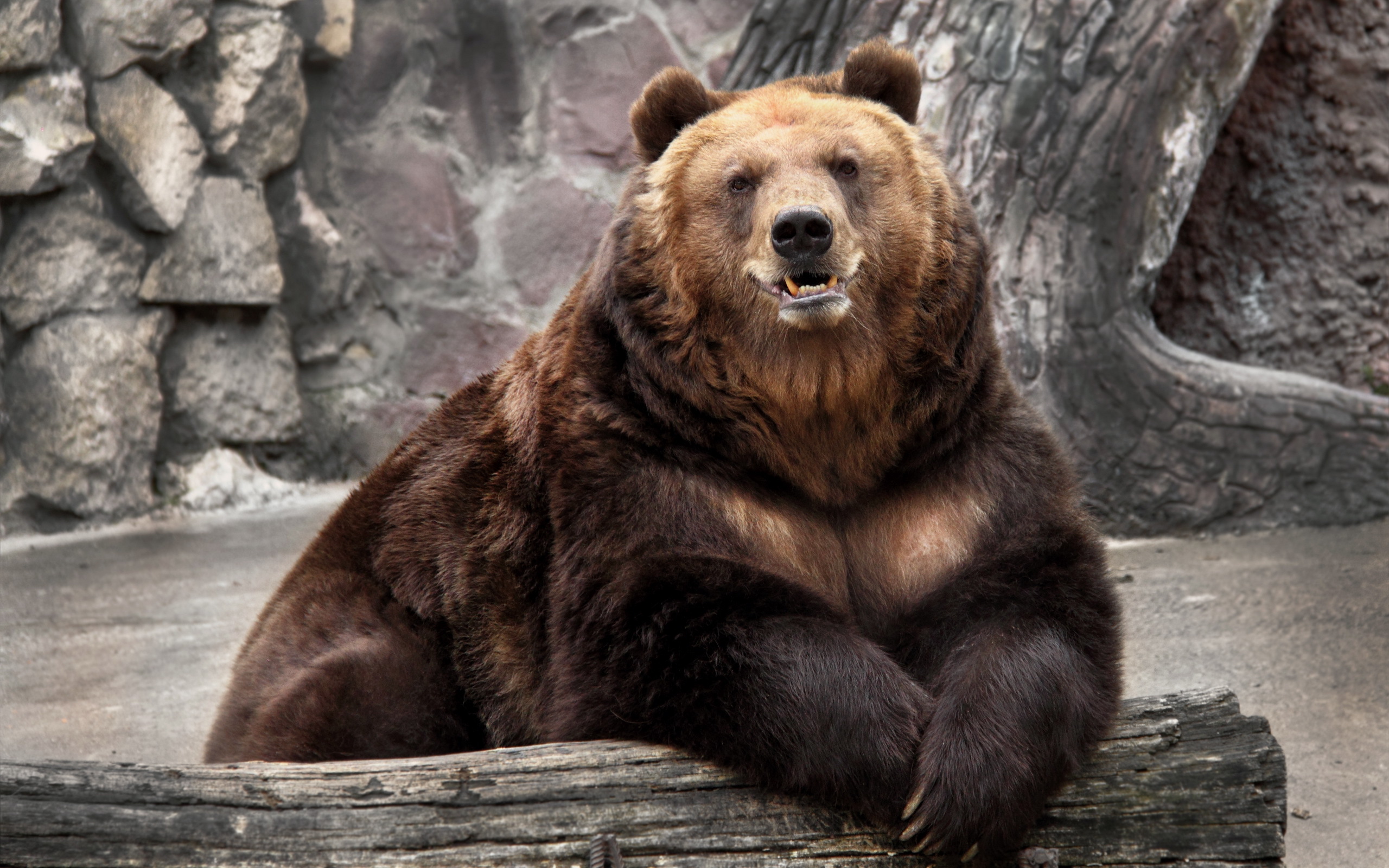 Hình ảnh con gấu mạnh mẽ nhưng không kém phần đáng yêu - [Kích thước hình ảnh: 2560x1600 px]