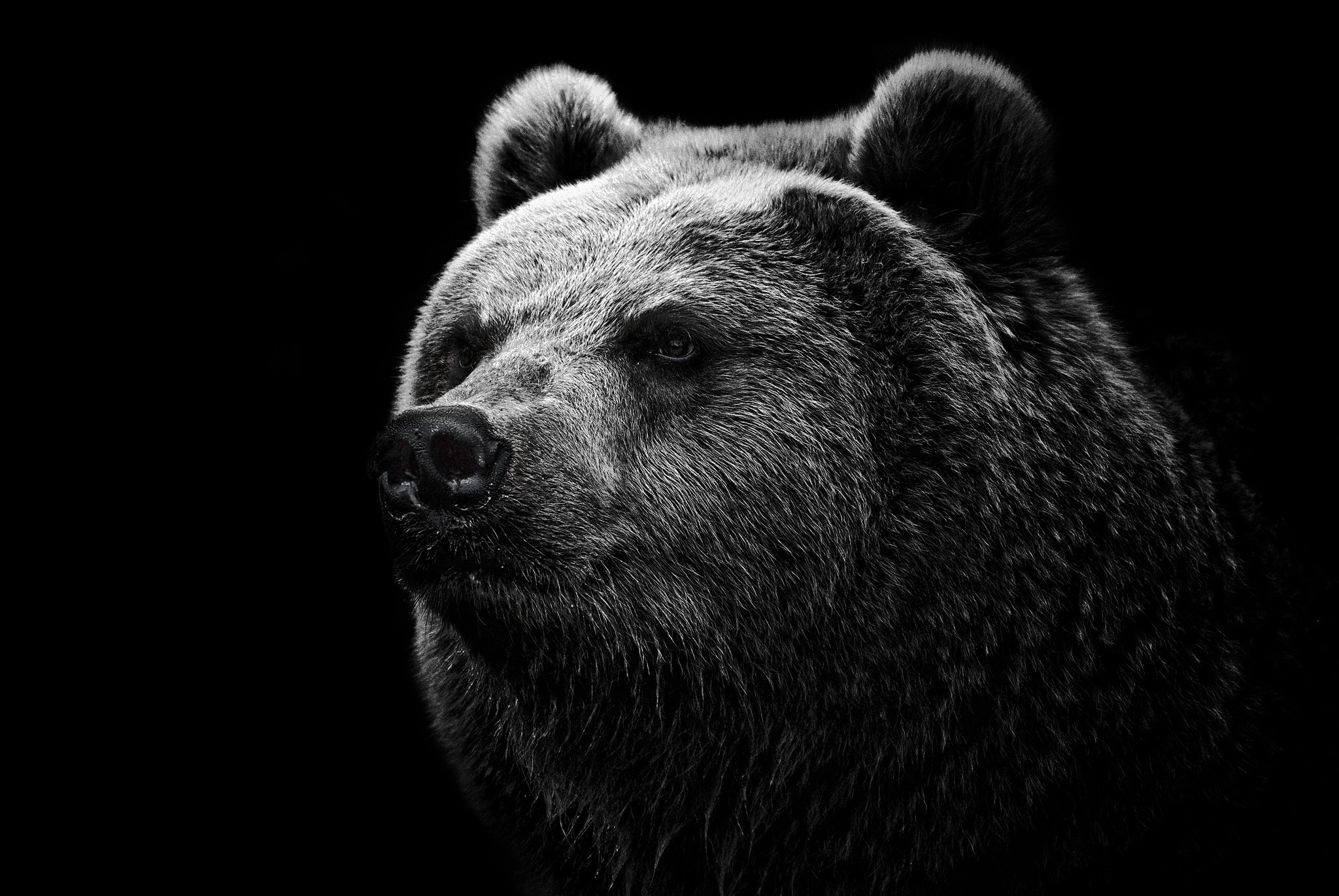 Hình ảnh con gấu mạnh mẽ nhưng không kém phần đáng yêu - [Kích thước hình ảnh: 2048x1371 px]