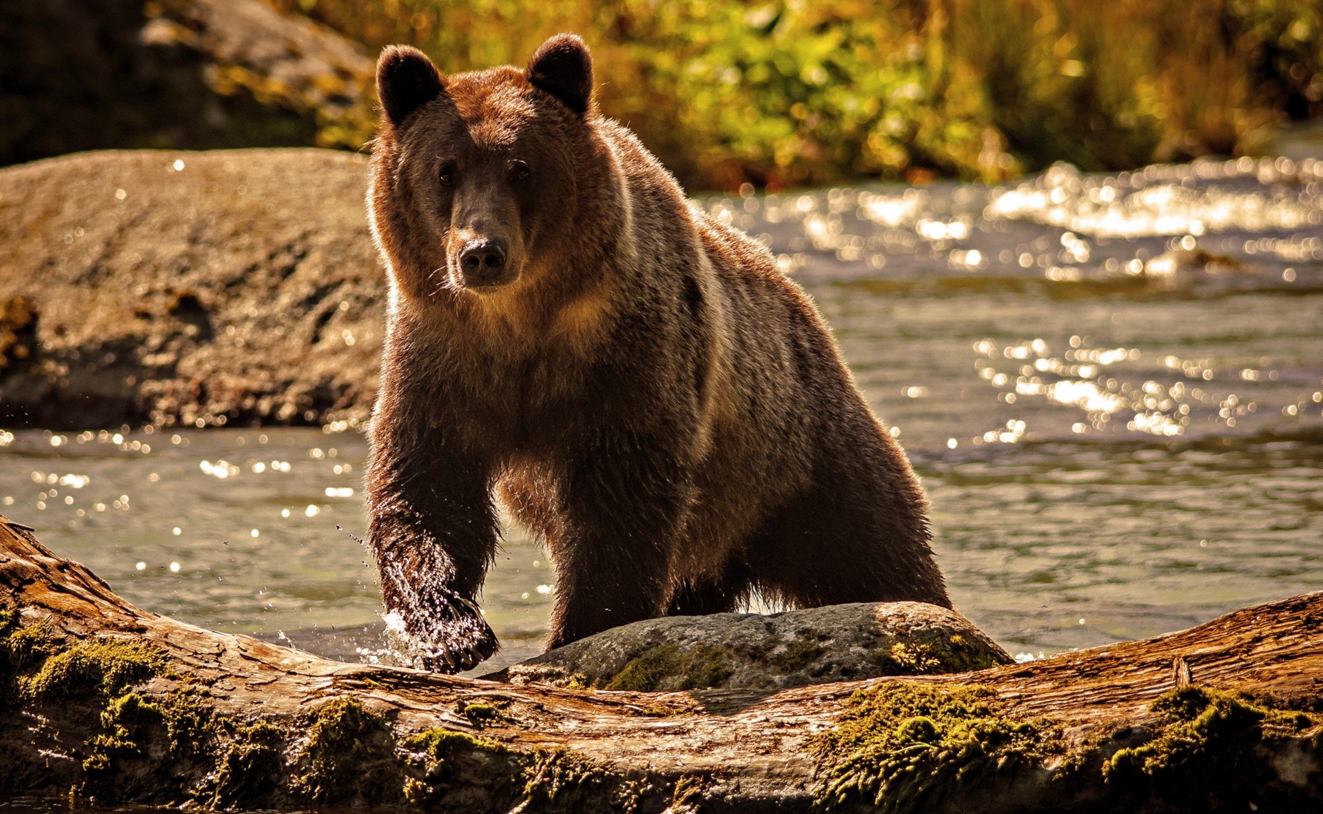 Hình ảnh con gấu mạnh mẽ nhưng không kém phần đáng yêu - [Kích thước hình ảnh: 1920x1181 px]
