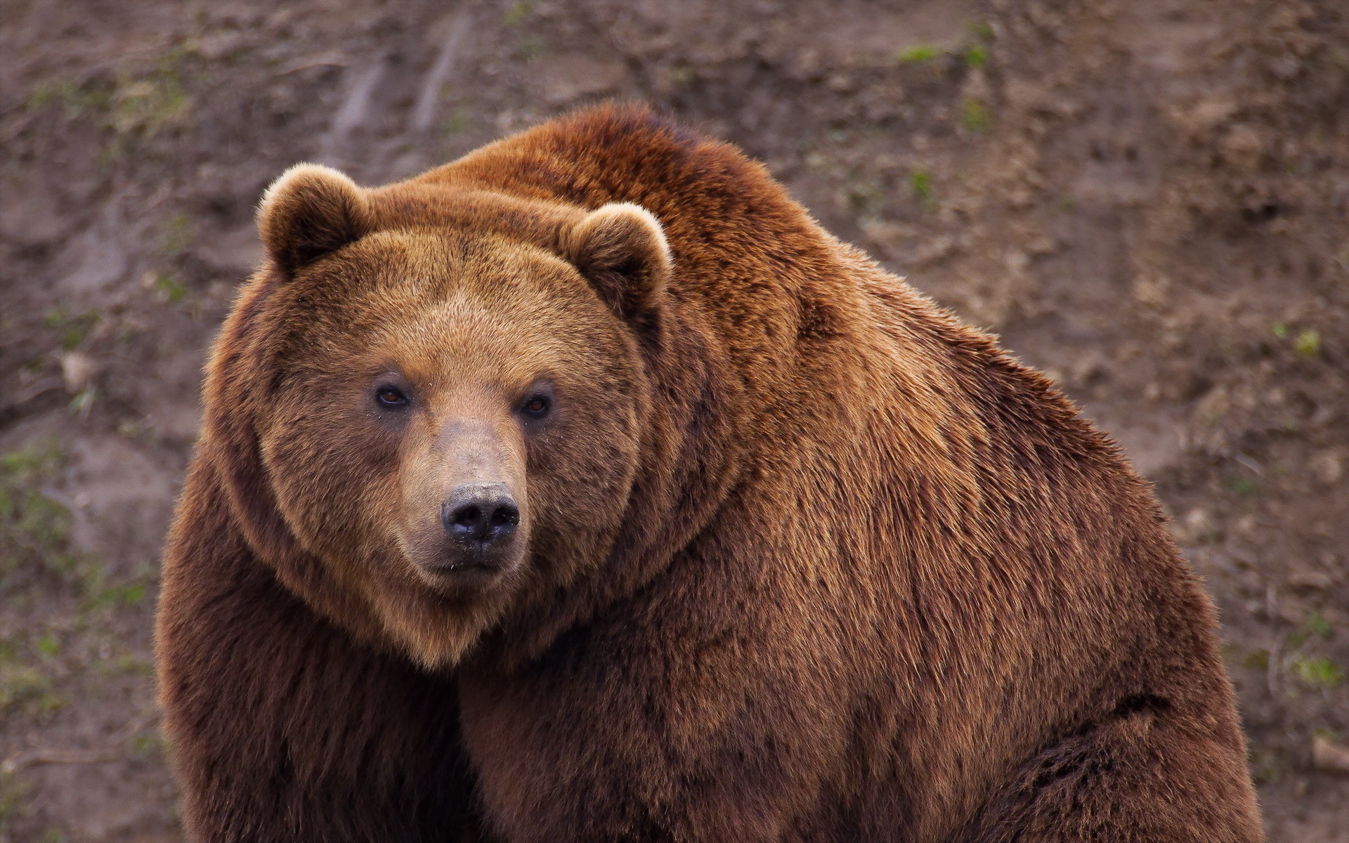 Hình ảnh con gấu mạnh mẽ nhưng không kém phần đáng yêu - [Kích thước hình ảnh: 1920x1200 px]