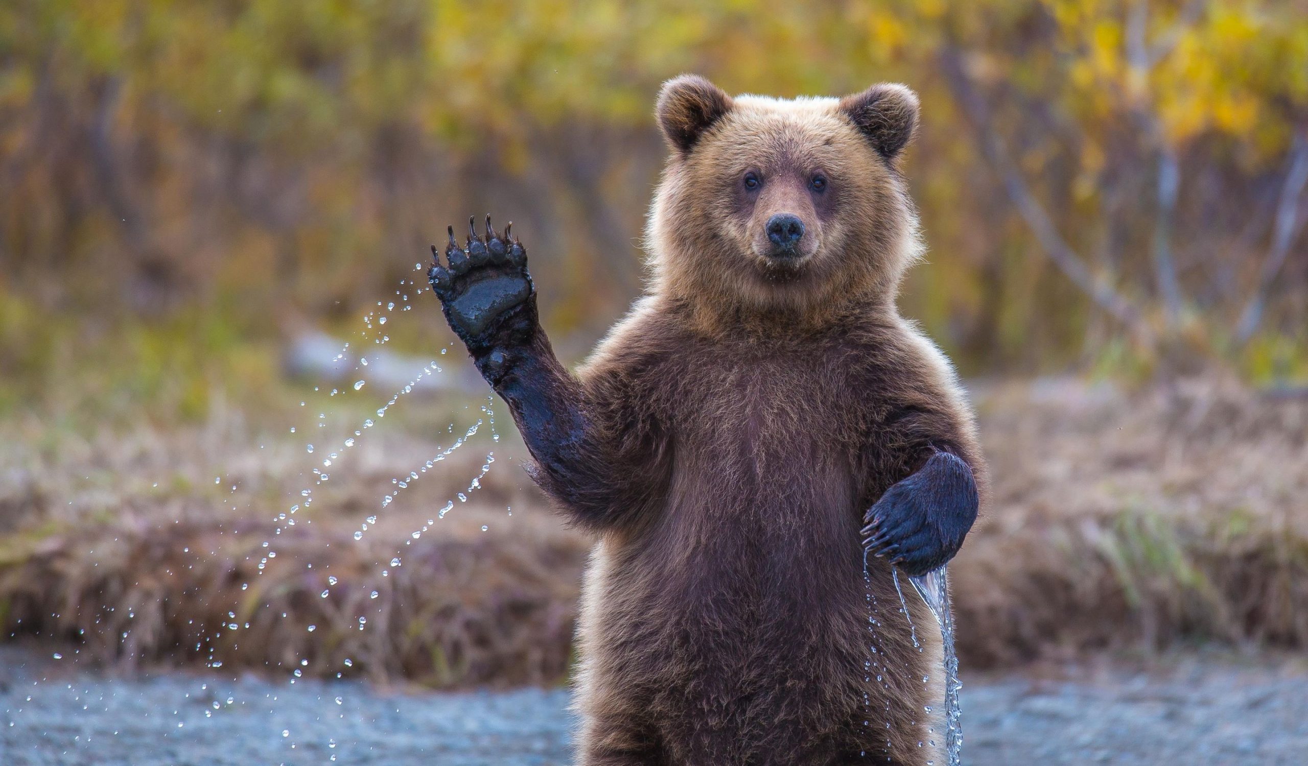 Hình ảnh con gấu mạnh mẽ nhưng không kém phần đáng yêu - [Kích thước hình ảnh: 2560x1500 px]
