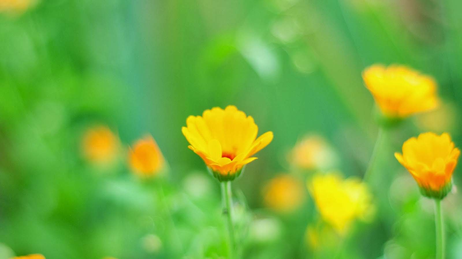 Tổng hợp những hình ảnh đẹp nhất về nụ hoa - [Kích thước hình ảnh: 1600x900 px]