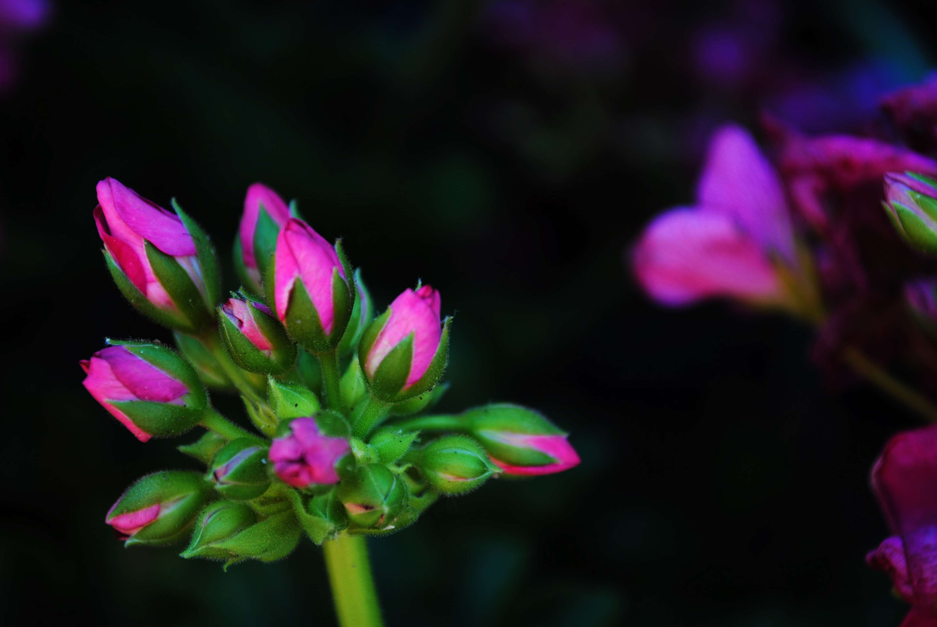 Tổng hợp những hình ảnh đẹp nhất về nụ hoa - [Kích thước hình ảnh: 3803x2546 px]