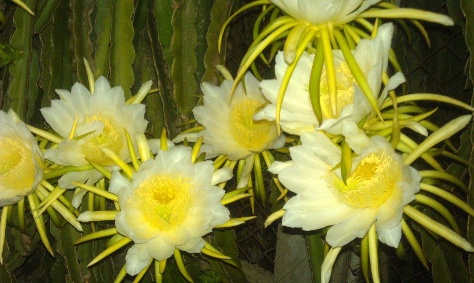 Tổng hợp những hình ảnh đẹp nhất về hoa thanh long - [Kích thước hình ảnh: 1600x956 px]