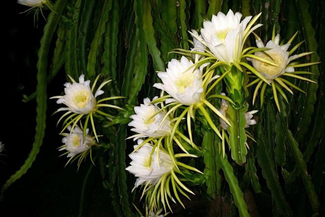 Tổng hợp những hình ảnh đẹp nhất về hoa thanh long - [Kích thước hình ảnh: 660x440 px]