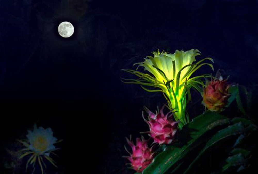 Tổng hợp những hình ảnh đẹp nhất về hoa thanh long - [Kích thước hình ảnh: 1000x675 px]