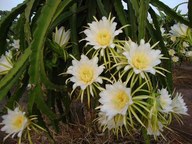 Tổng hợp những hình ảnh đẹp nhất về hoa thanh long - [Kích thước hình ảnh: 660x495 px]