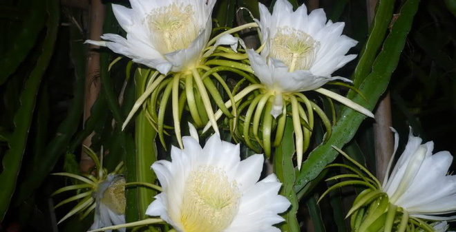 Tổng hợp những hình ảnh đẹp nhất về hoa thanh long - [Kích thước hình ảnh: 660x337 px]