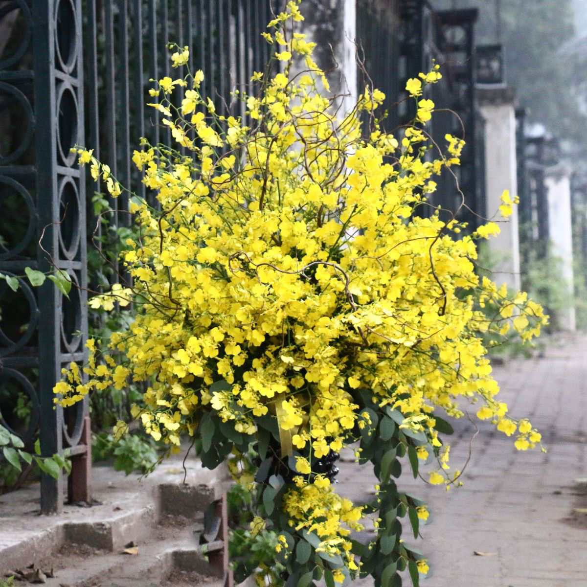 Top hình ảnh hoa lan vũ nữ đẹp nhất – Đặc điểm, ý nghĩa của hoa lan vũ nữ - [Kích thước hình ảnh: 1200x1200 px]