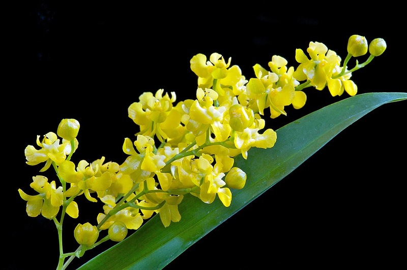 Top hình ảnh hoa lan vũ nữ đẹp nhất – Đặc điểm, ý nghĩa của hoa lan vũ nữ - [Kích thước hình ảnh: 800x532 px]