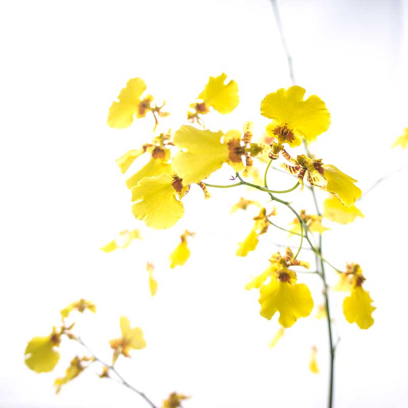 Top hình ảnh hoa lan vũ nữ đẹp nhất – Đặc điểm, ý nghĩa của hoa lan vũ nữ - [Kích thước hình ảnh: 800x800 px]