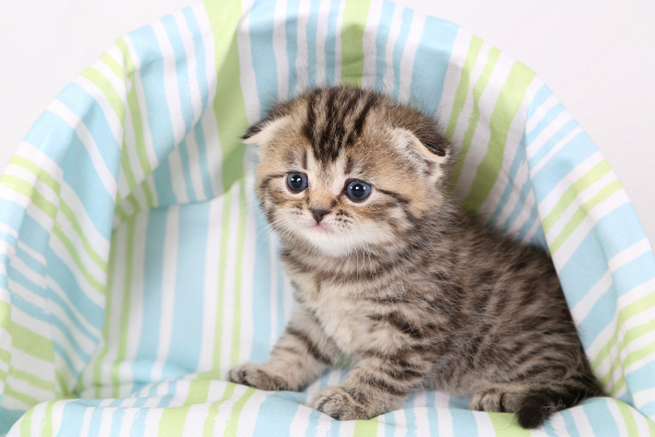 Tổng hợp hình ảnh mèo tai cụp Scottish Fold đáng yêu - [Kích thước hình ảnh: 600x400 px]