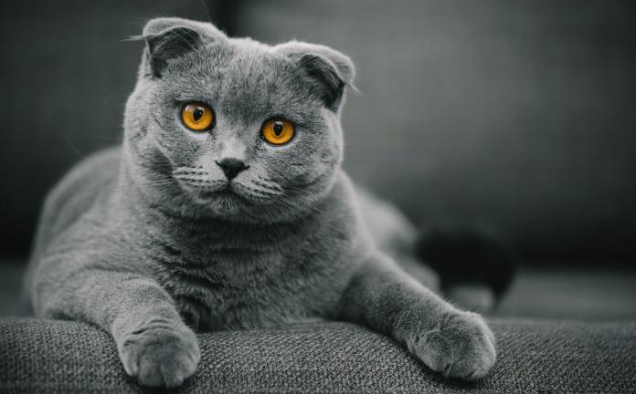 Tổng hợp hình ảnh mèo tai cụp Scottish Fold đáng yêu - [Kích thước hình ảnh: 696x432 px]