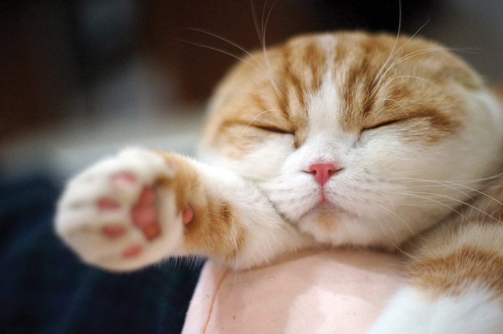 Tổng hợp hình ảnh mèo tai cụp Scottish Fold đáng yêu - [Kích thước hình ảnh: 1000x664 px]