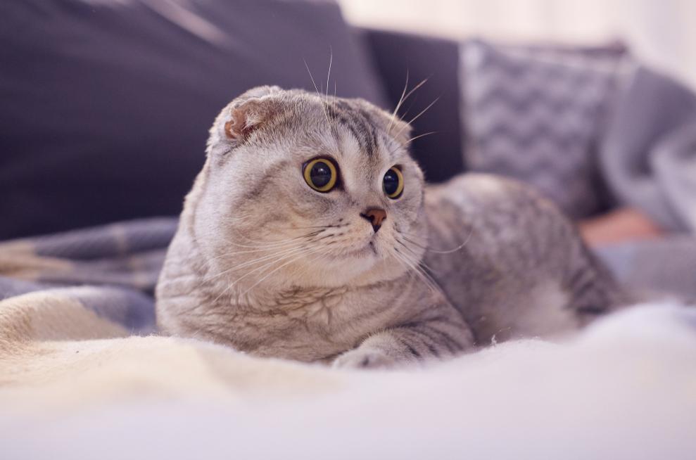 Tổng hợp hình ảnh mèo tai cụp Scottish Fold đáng yêu - [Kích thước hình ảnh: 989x654 px]