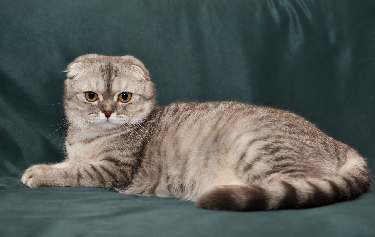 Tổng hợp hình ảnh mèo tai cụp Scottish Fold đáng yêu - [Kích thước hình ảnh: 1280x811 px]