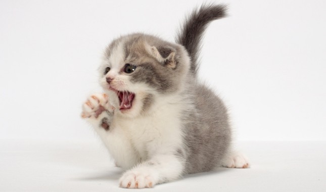 Tổng hợp hình ảnh mèo tai cụp Scottish Fold đáng yêu - [Kích thước hình ảnh: 645x380 px]