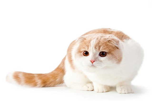 Tổng hợp hình ảnh mèo tai cụp Scottish Fold đáng yêu - [Kích thước hình ảnh: 639x426 px]