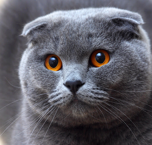Tổng hợp hình ảnh mèo tai cụp Scottish Fold đáng yêu - [Kích thước hình ảnh: 512x490 px]