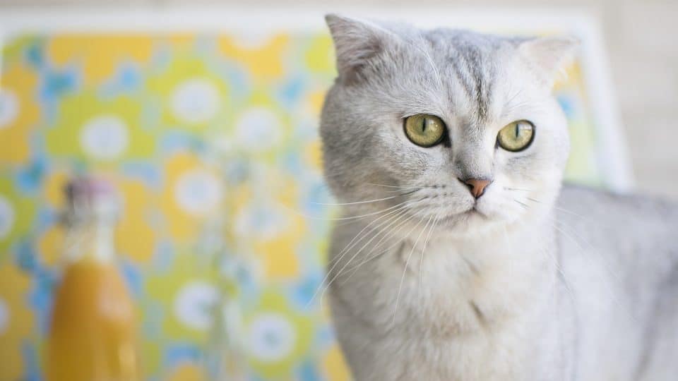 Tổng hợp hình ảnh mèo tai cụp Scottish Fold đáng yêu - [Kích thước hình ảnh: 960x540 px]