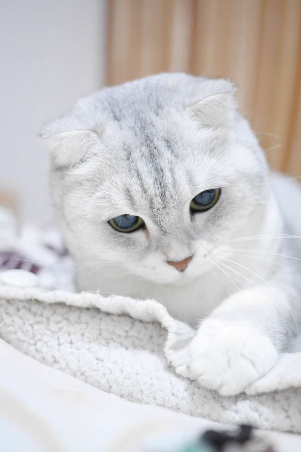 Tổng hợp hình ảnh mèo tai cụp Scottish Fold đáng yêu - [Kích thước hình ảnh: 600x899 px]
