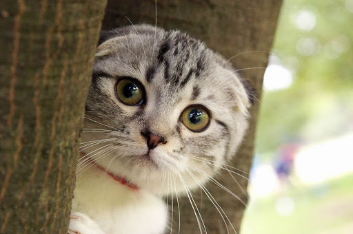 Tổng hợp hình ảnh mèo tai cụp Scottish Fold đáng yêu - [Kích thước hình ảnh: 512x340 px]