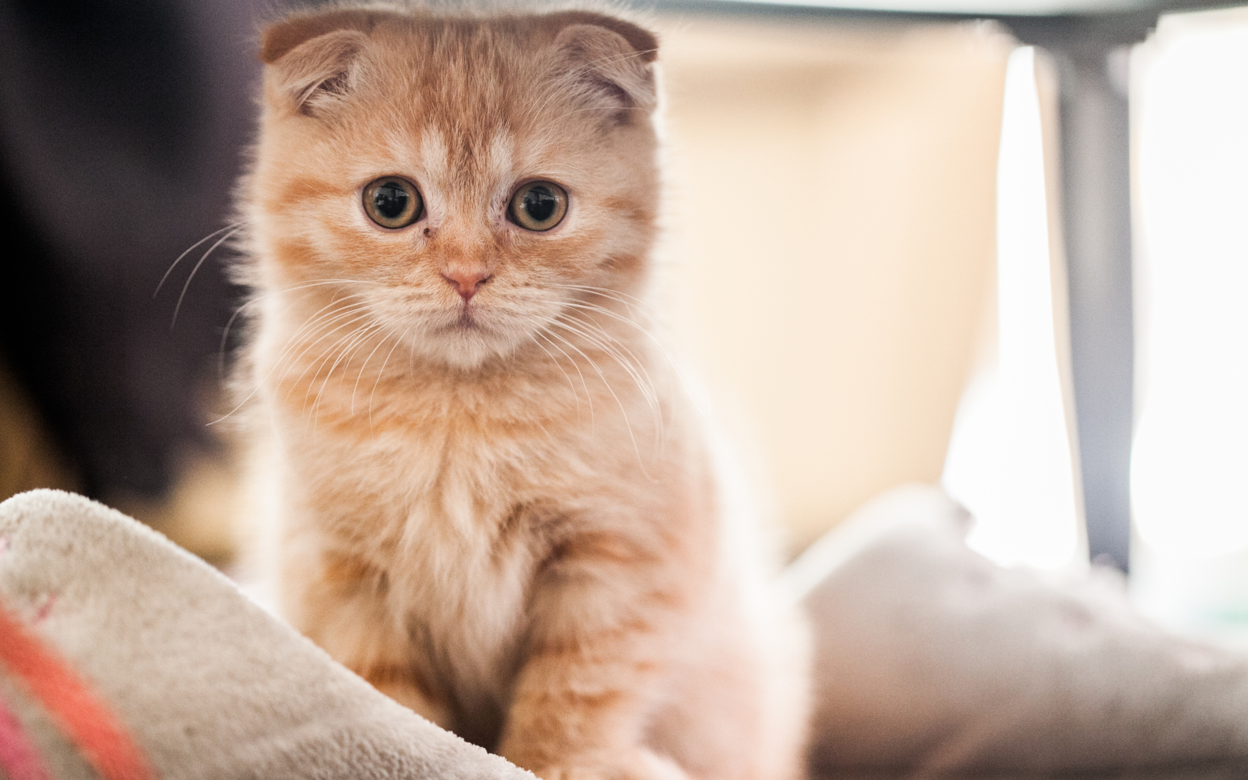 Tổng hợp hình ảnh mèo tai cụp Scottish Fold đáng yêu - [Kích thước hình ảnh: 2560x1600 px]