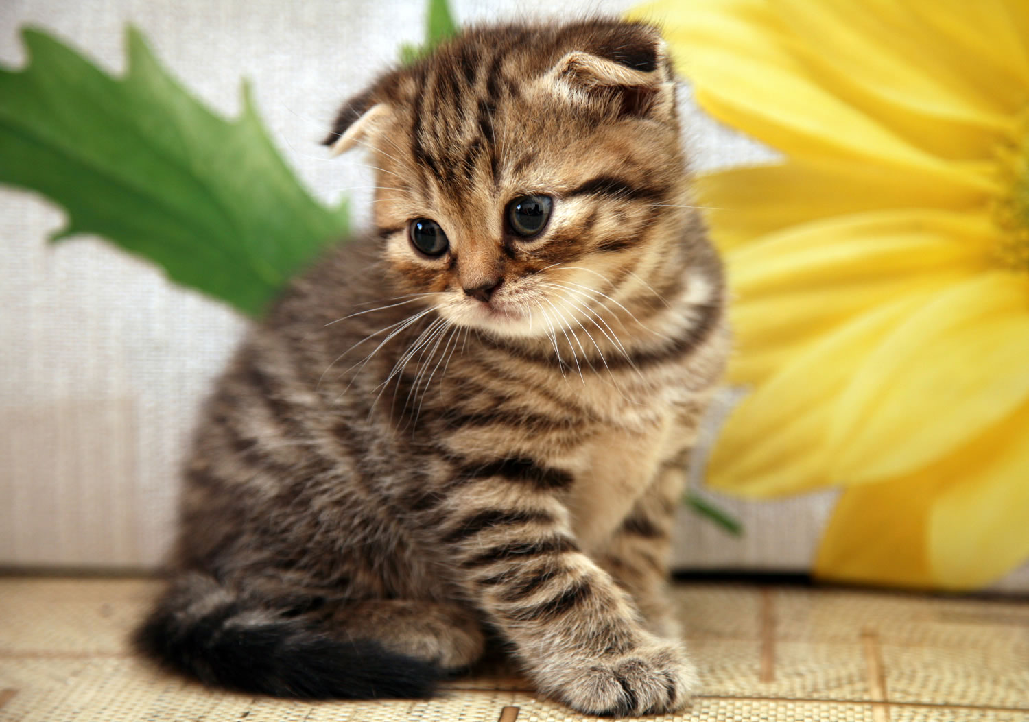 Tổng hợp hình ảnh mèo tai cụp Scottish Fold đáng yêu - [Kích thước hình ảnh: 1500x1053 px]