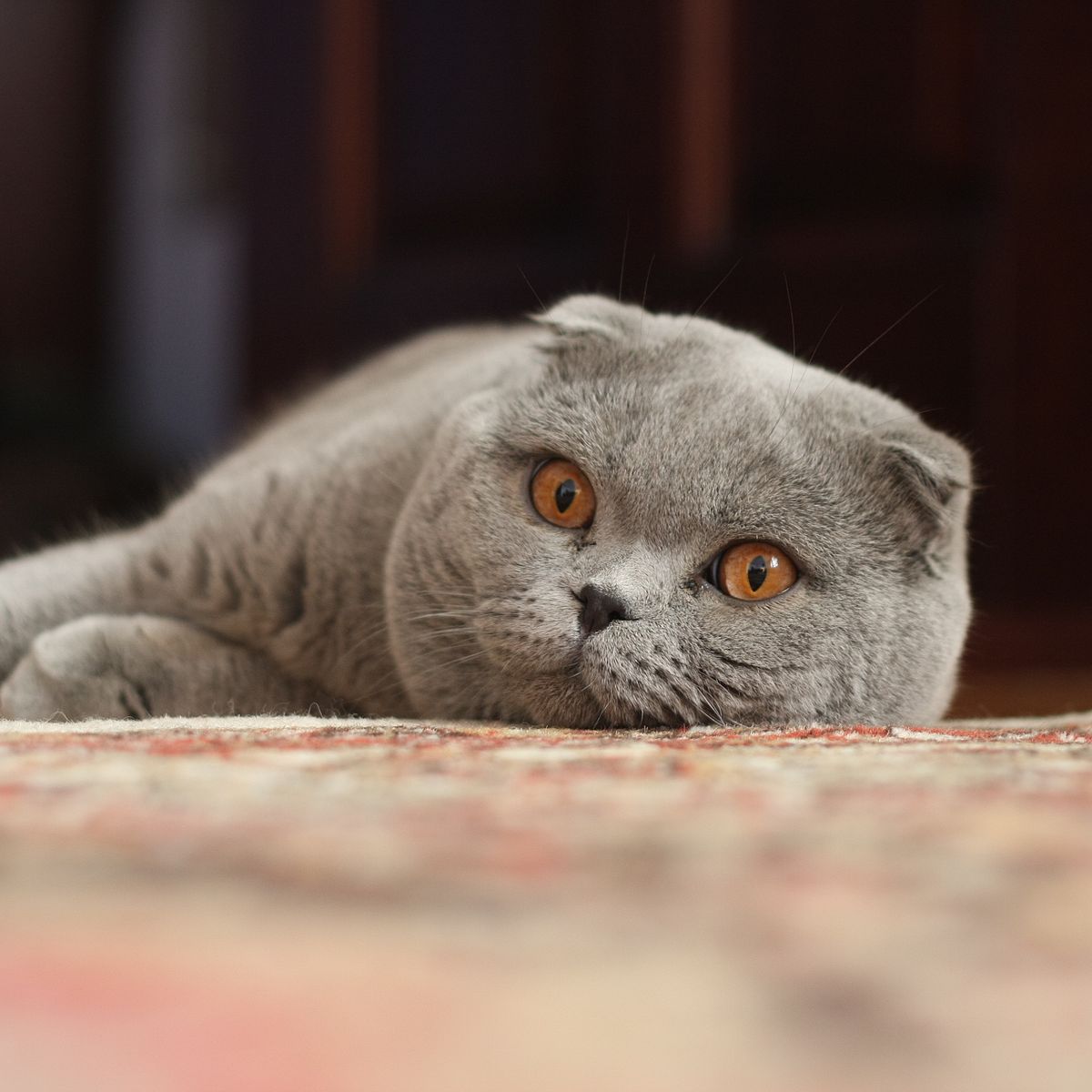 Tổng hợp hình ảnh mèo tai cụp Scottish Fold đáng yêu - [Kích thước hình ảnh: 1200x1200 px]