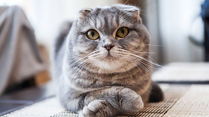 Tổng hợp hình ảnh mèo tai cụp Scottish Fold đáng yêu - [Kích thước hình ảnh: 700x393 px]