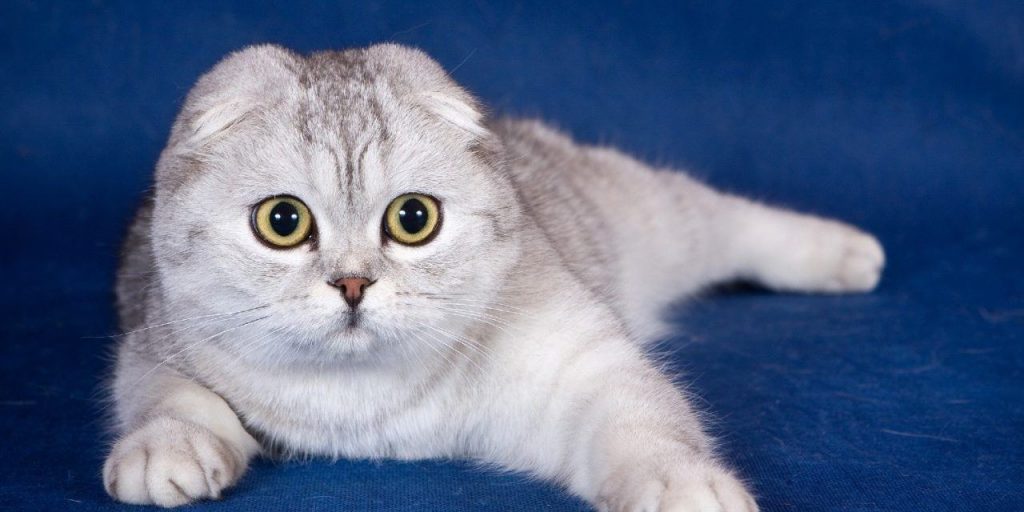 Tổng hợp hình ảnh mèo tai cụp Scottish Fold đáng yêu - [Kích thước hình ảnh: 1024x512 px]