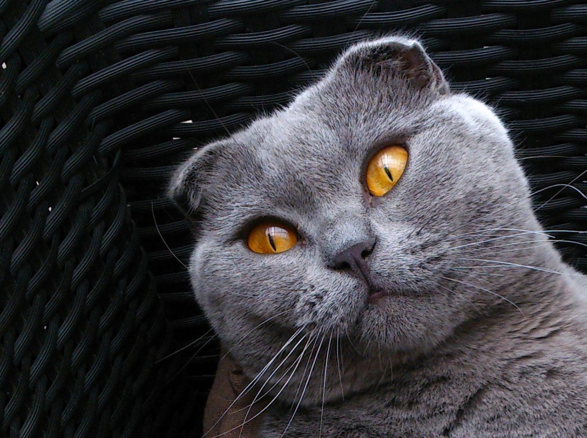 Tổng hợp hình ảnh mèo tai cụp Scottish Fold đáng yêu - [Kích thước hình ảnh: 1200x896 px]
